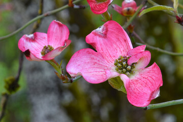 Obraz premium Dogwood Blossom 01