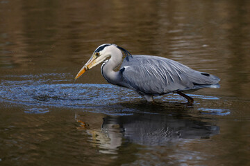 Graureiher (Ardea cinerea)