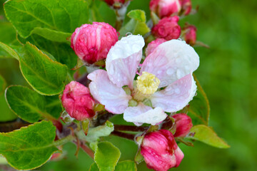 Fototapeta na wymiar Apple Blossom Waterdrop 03