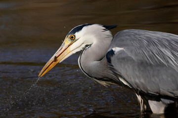 Graureiher (Ardea cinerea)