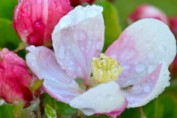 Apple Blossom Waterdrop 04