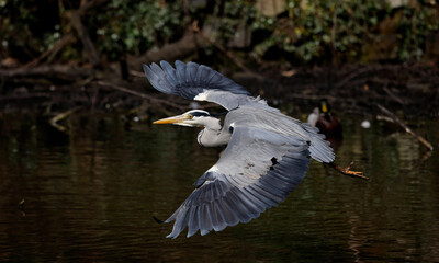 Graureiher (Ardea cinerea)