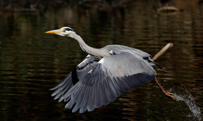 Graureiher (Ardea cinerea)