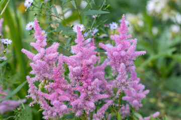 Delicate fluffy pink-lilac inflorescences of Astilba Arends 