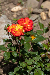 Blooming very bright two-tone rose variety 
