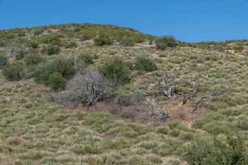 Fototapeta na wymiar Burnt trees at the Antelope Valley Poppy Reserve, Lancaster, California