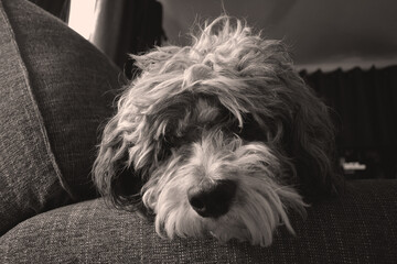 Big dog resting on the sofa