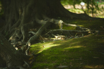 木漏れ日