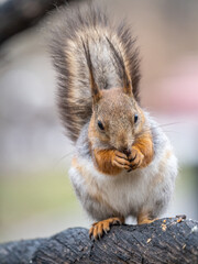 The squirrel with nut sits on a branches in the spring or summer.