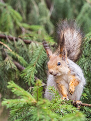 The squirrel sits on a fir branches in the spring or summer.