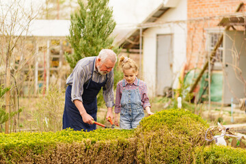 a funny little girl with grandpa cuts bushes in the garden with large pruner.