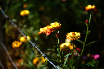Closed up yellow Blooming Helichrysum bracteatum Willdflowers or Straw flower, Everlasting flowers in natural sunlight