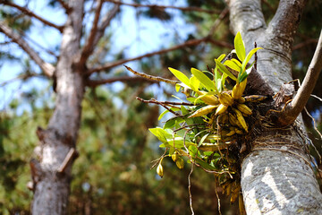 Orchid tree hanging on the trunk of a tree with natural sunlight in the tropical rainforest on the mountain in National Park.