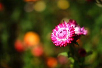 Closed up pink Blooming Helichrysum bracteatum Willdflowers or Straw flower, Everlasting flowers in natural sunlight