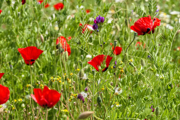 Fototapeta na wymiar View of a meadow with red poppies and white daisies. Soft Focus