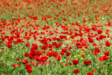 View of a meadow with red poppies and white daisies. Soft Focus