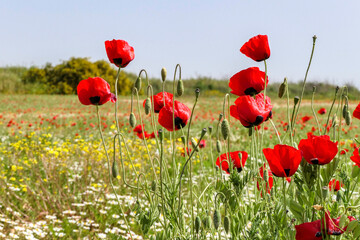 Fototapeta premium View of a meadow with red poppies and white daisies. Soft Focus