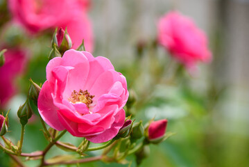春の薔薇の花