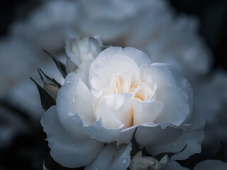 Fototapeta na wymiar 春のバラの花
