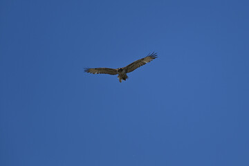 Hawk in the Sky