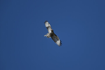 Hawk in the Sky