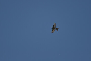 The black phoebe - Sayornis nigricans in the sky