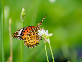 ツマグロヒョウモンの吸蜜