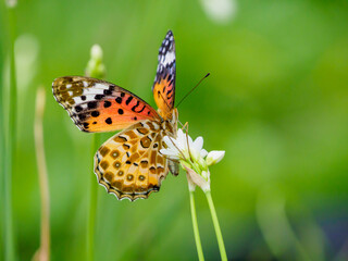 Obraz premium ツマグロヒョウモンの吸蜜