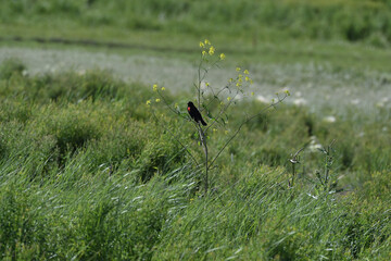 Red-winged Blackbird