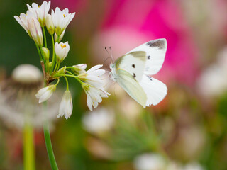 モンシロチョウの吸蜜