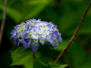 アジサイの花