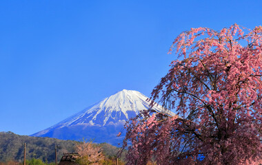 Mt. Fuji from Saiko Nenba and weeping cherry blossoms in the clear blue sky 04/22/2022
