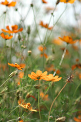 A field of starburst flowers, cosmos, blooming in the warm sunlight in the late afternoon.