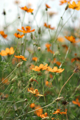 A field of starburst flowers, cosmos, blooming in the warm sunlight in the late afternoon.