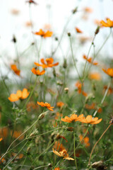 A field of starburst flowers, cosmos, blooming in the warm sunlight in the late afternoon.