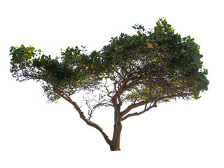 Beautiful shape of green tree isolated on white background.