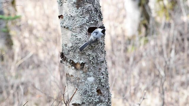 A black-capped chickadee works hard to hollow out a nest inside a dead birch tree.