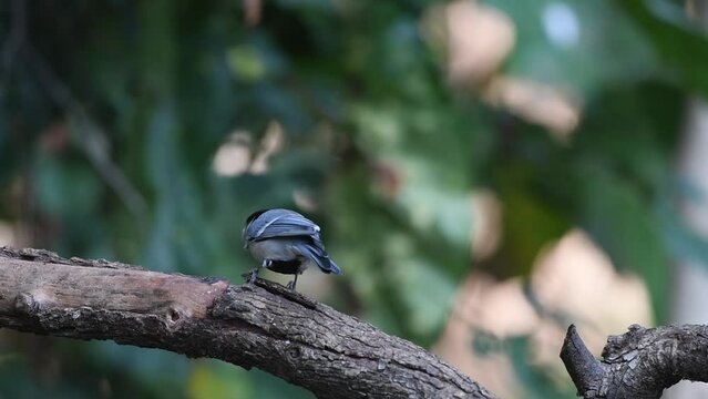Cinereous tit or Parus cinereus feeding at Sattal in Uttarakhand, India