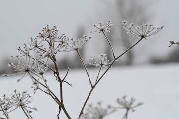 A snow-covered, dry blade of grass covered with frost and ice crystals. Snowy steppe with a dry blade of grass, ice crystals and frost on a dry blade of grass in the steppe.