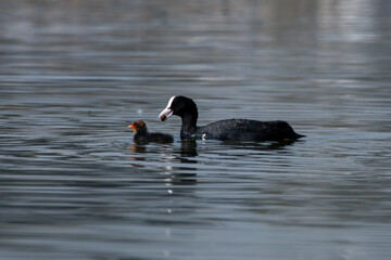 Eurasian coot (Fulica atra), also known as the common coot, or Australian coot along with its chick...