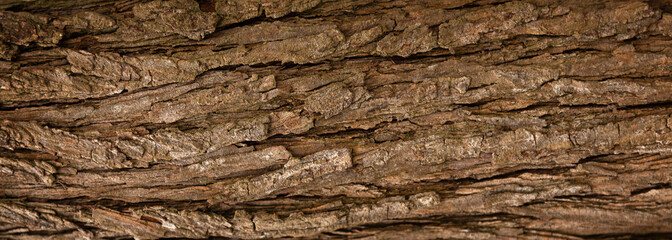 Tree bark background. - obrazy, fototapety, plakaty