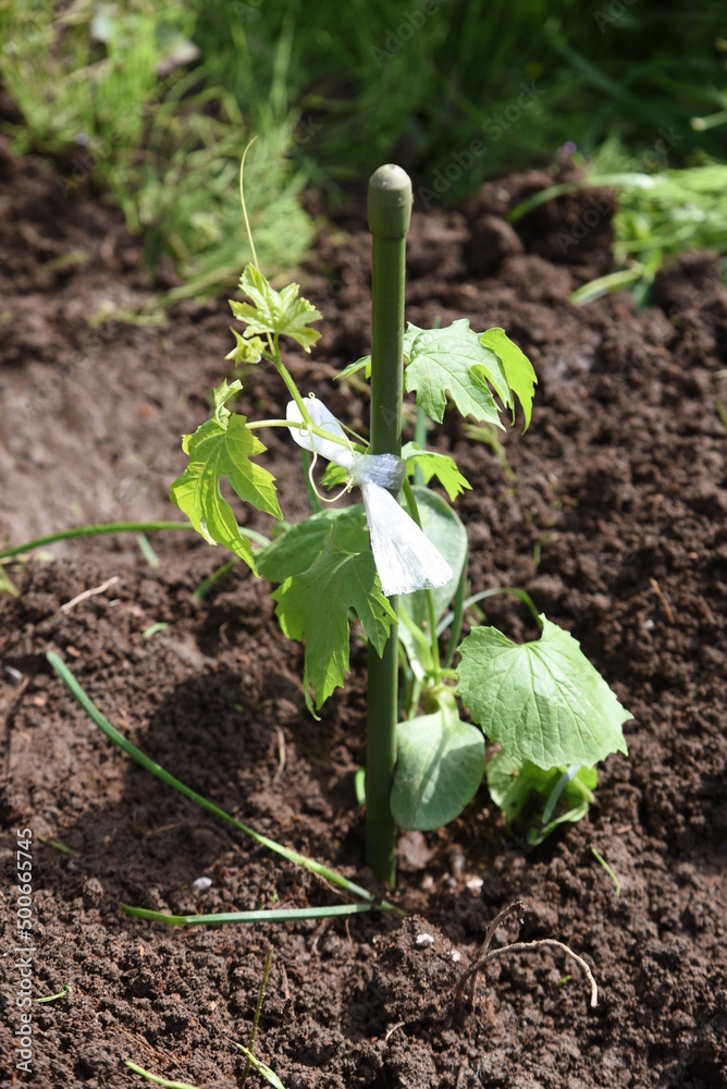 Poster cultivation of bitter melon ( goya ) in the vegetable garden. seedling planting work.