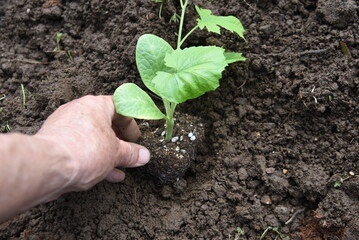 Cultivation of bitter melon ( Goya ) in the vegetable garden. Seedling planting work.