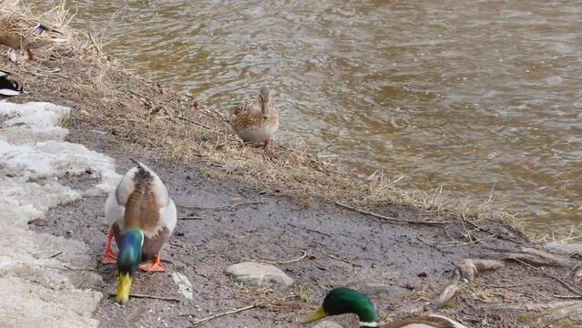 Ducks feed near a stream on a sunny day.