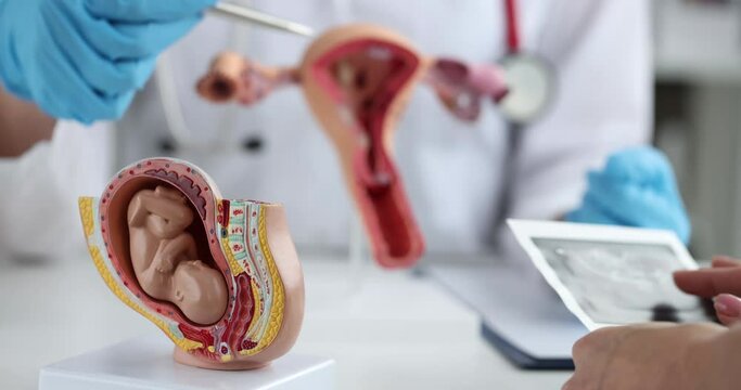 Gynecologist shows uterus of fetus of child and an x-ray of early pregnancy