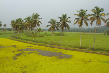 Obraz premium Greenish river filled with water plants and line of coconut trees along the shore