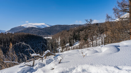 The hillside is covered with pure snow. A picturesque dry branch lies in a snowdrift. Mountains against the blue sky. Winter forest on the slopes. Altai