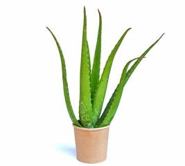 aloe vera medicinal plant white background