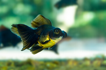 Goldfish swimming in a fish tank