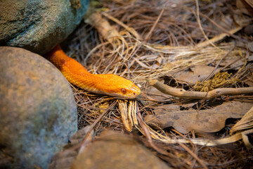 A close-up of a wild snake
